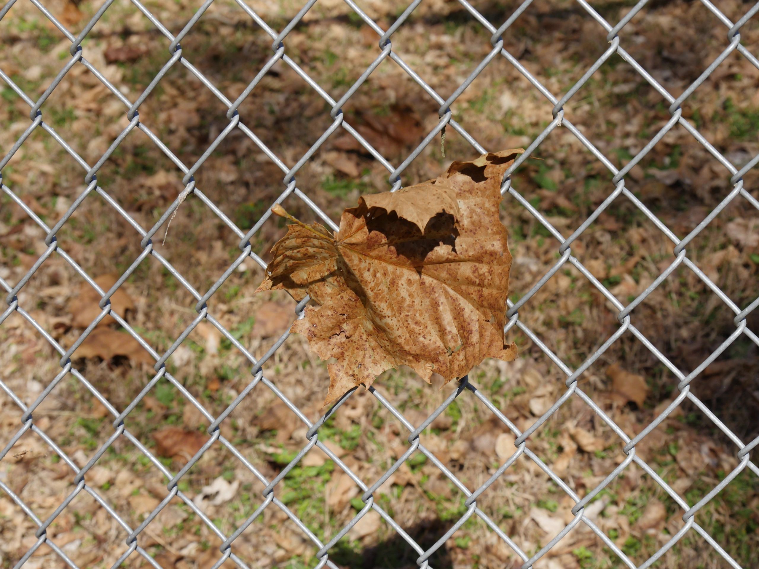 Wide shot of a fallen maple leaf stuck in a cyclone wire fence