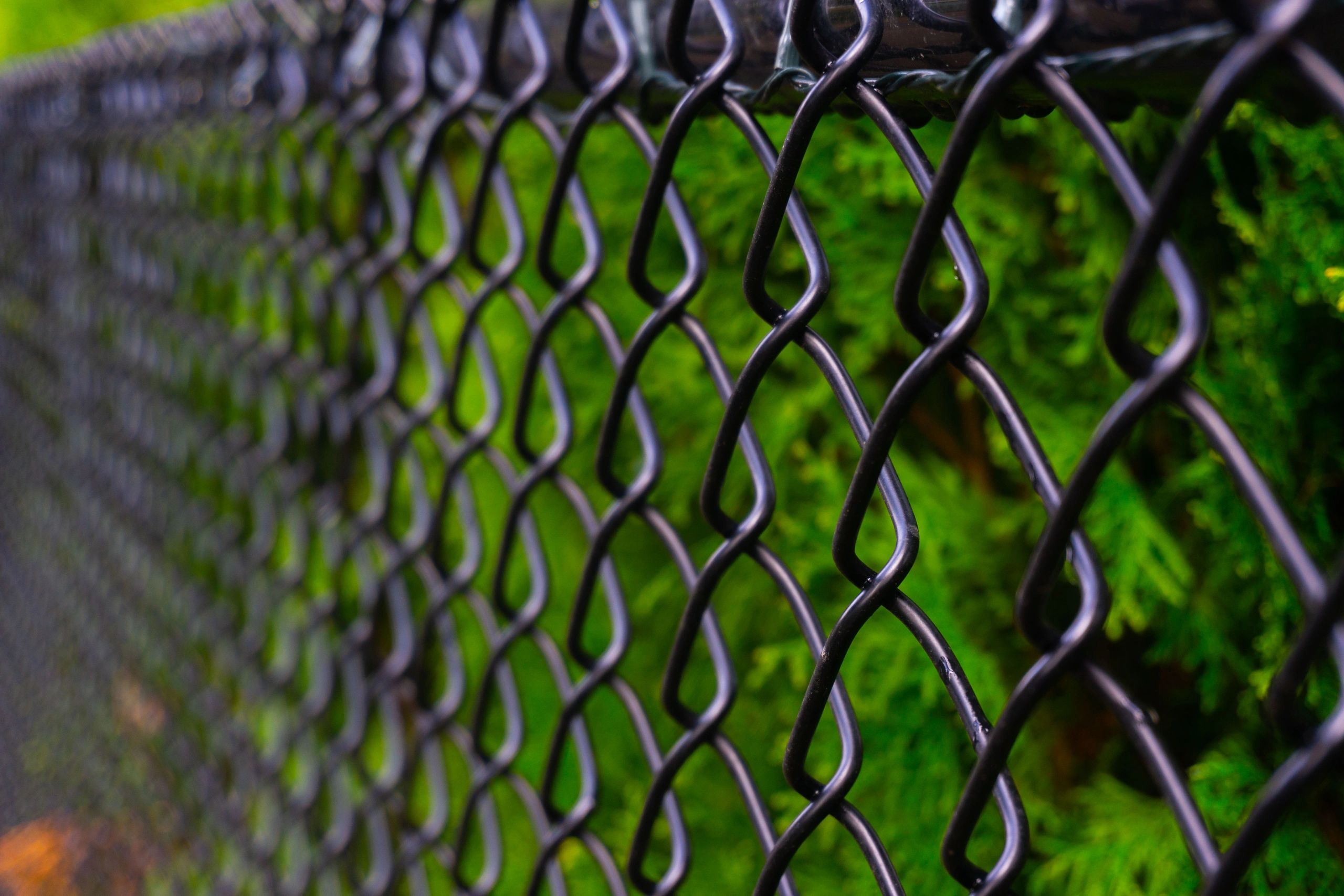 Black chain link fence in front of greenery