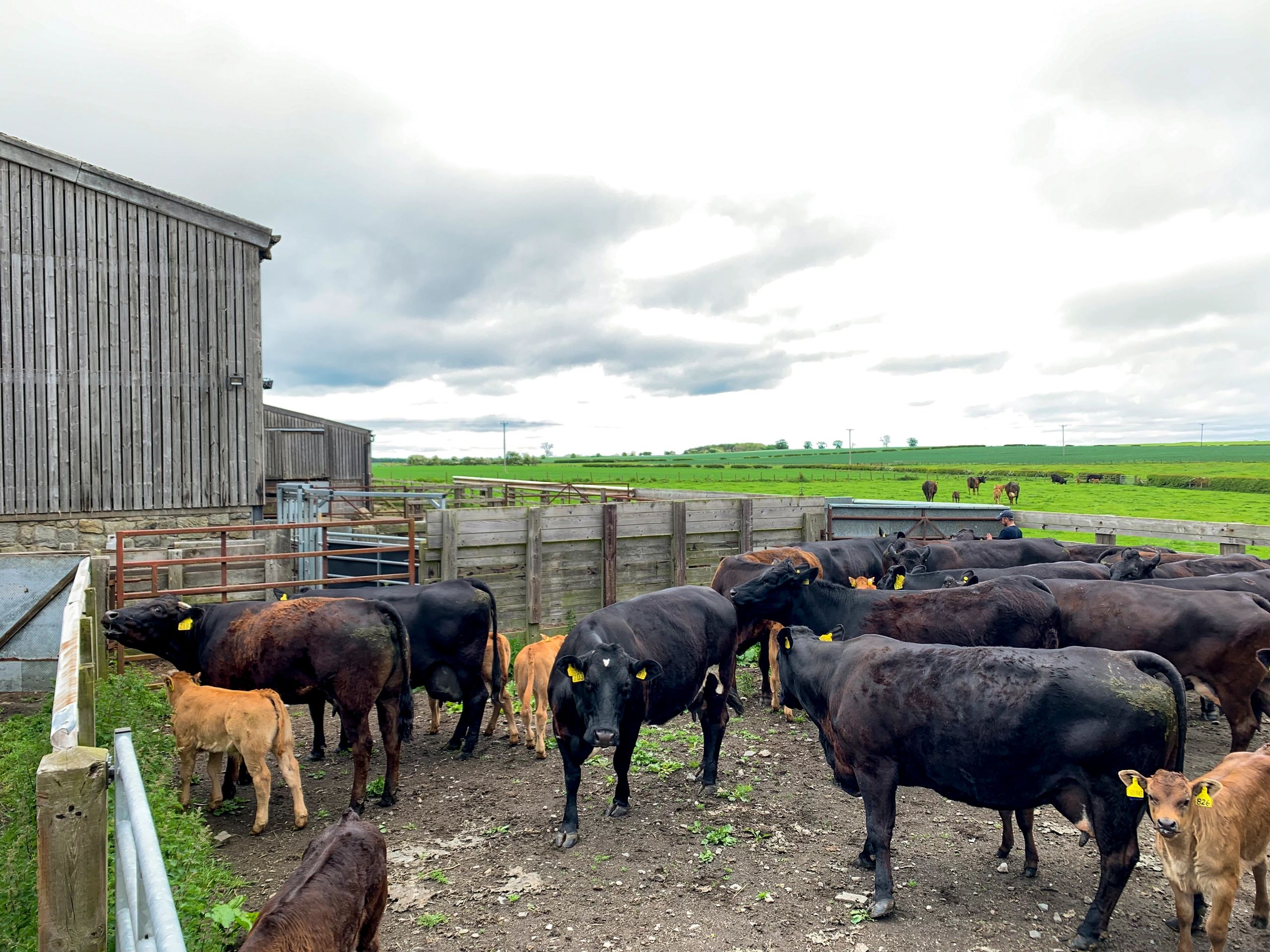 Cattle near farm gate