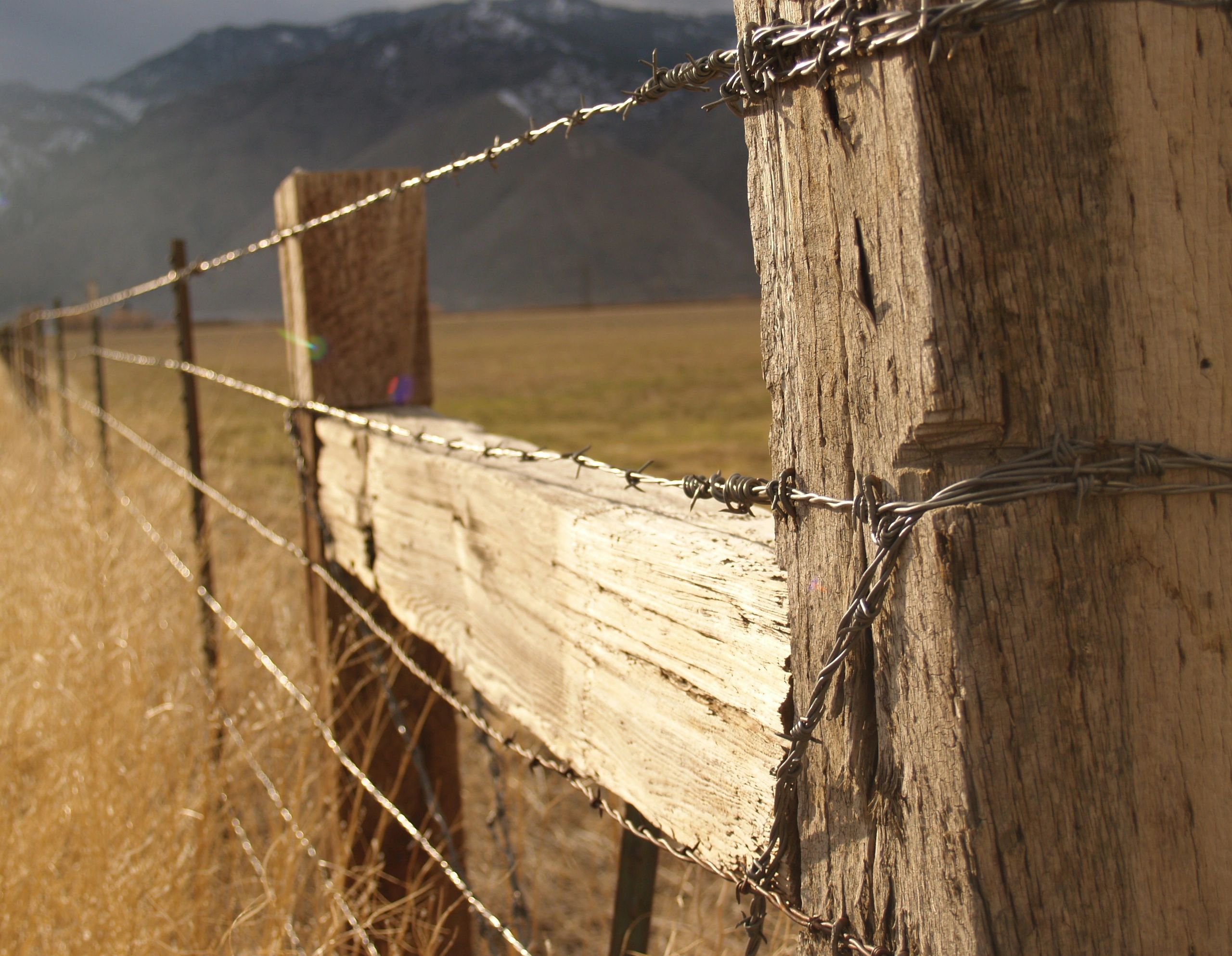 Close-up of barbed wire attached to a wood post