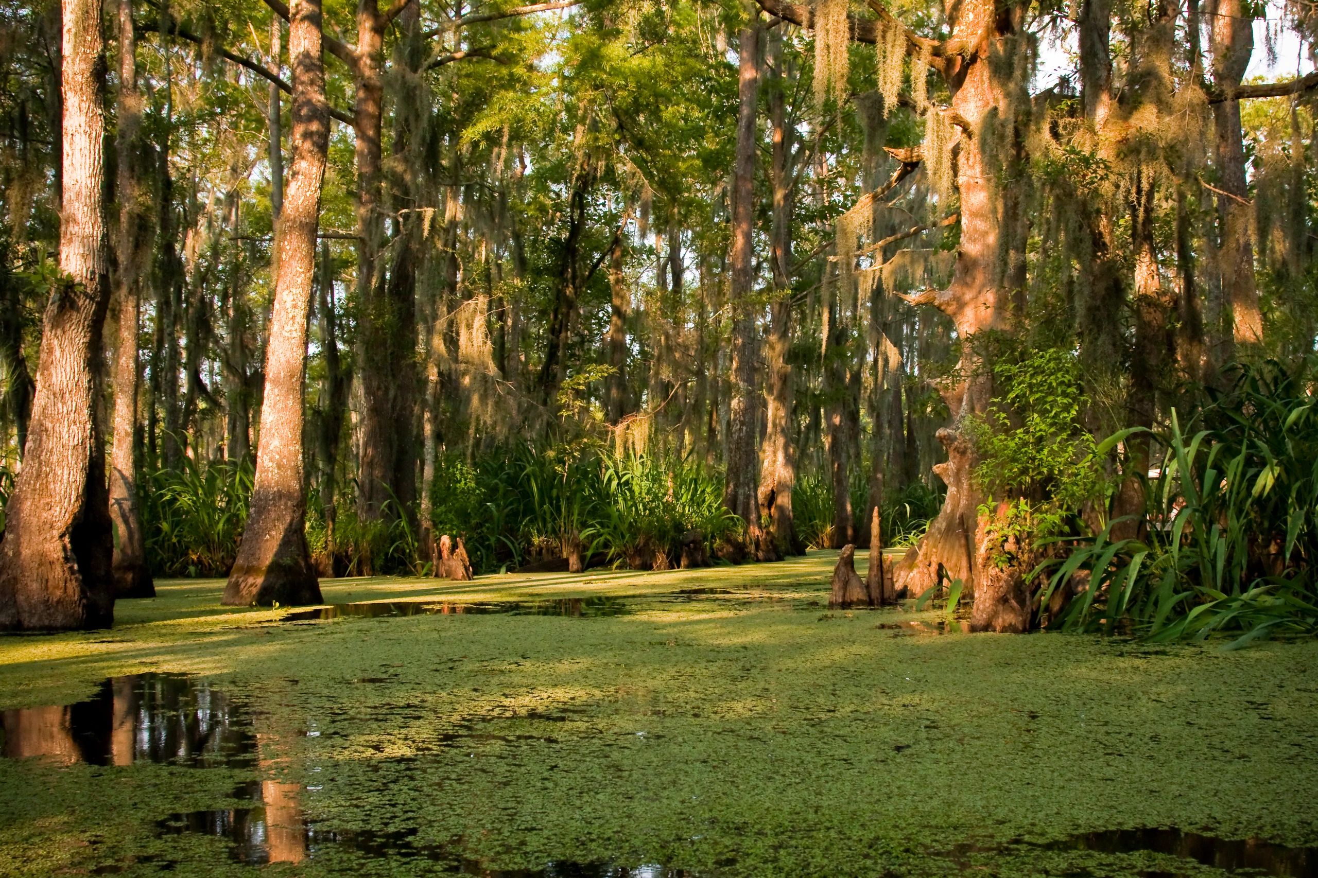 Louisiana pine forest landscape