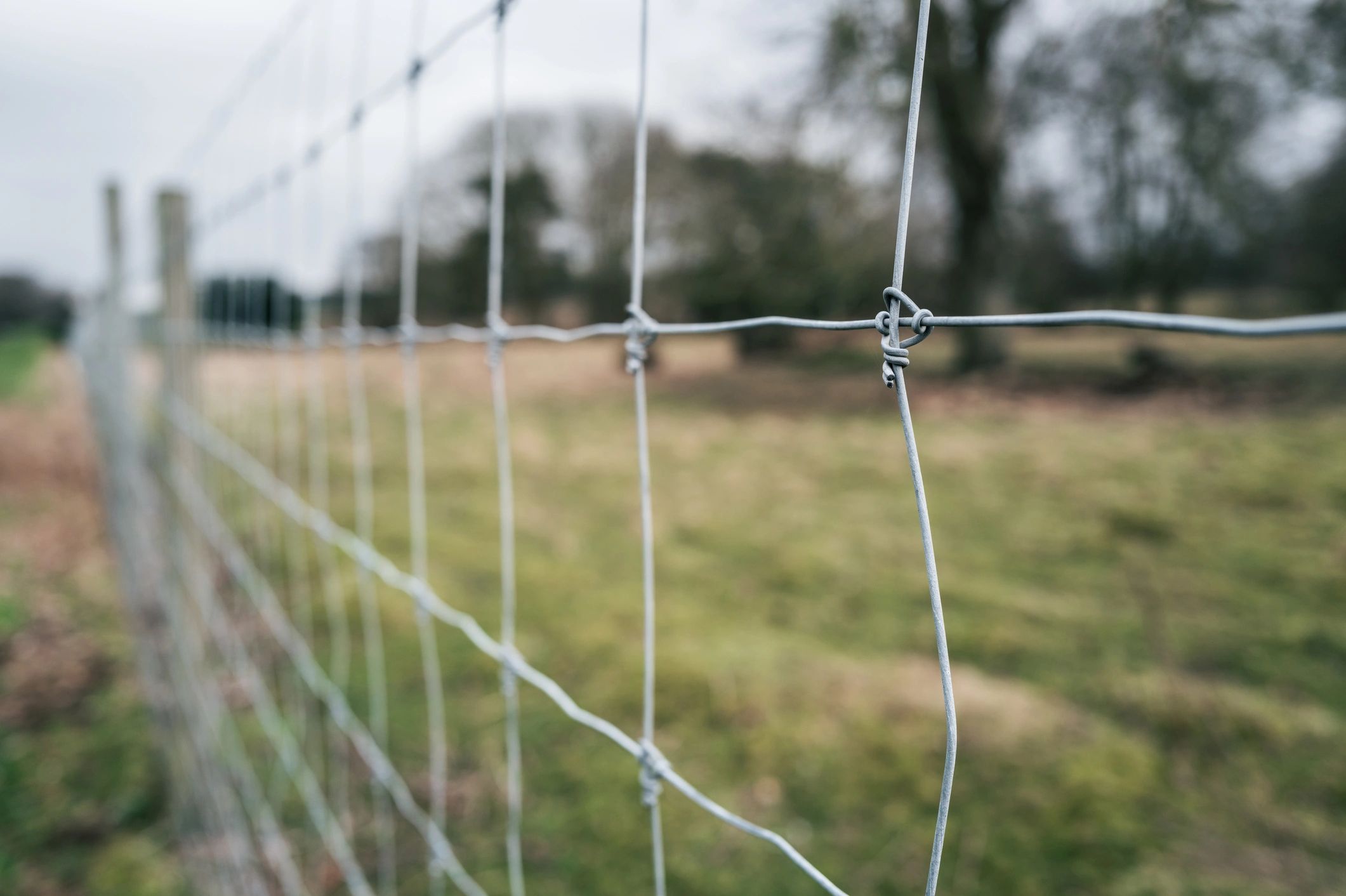 Shallow focus of a metal wire fence seen boarding a nature reserve.