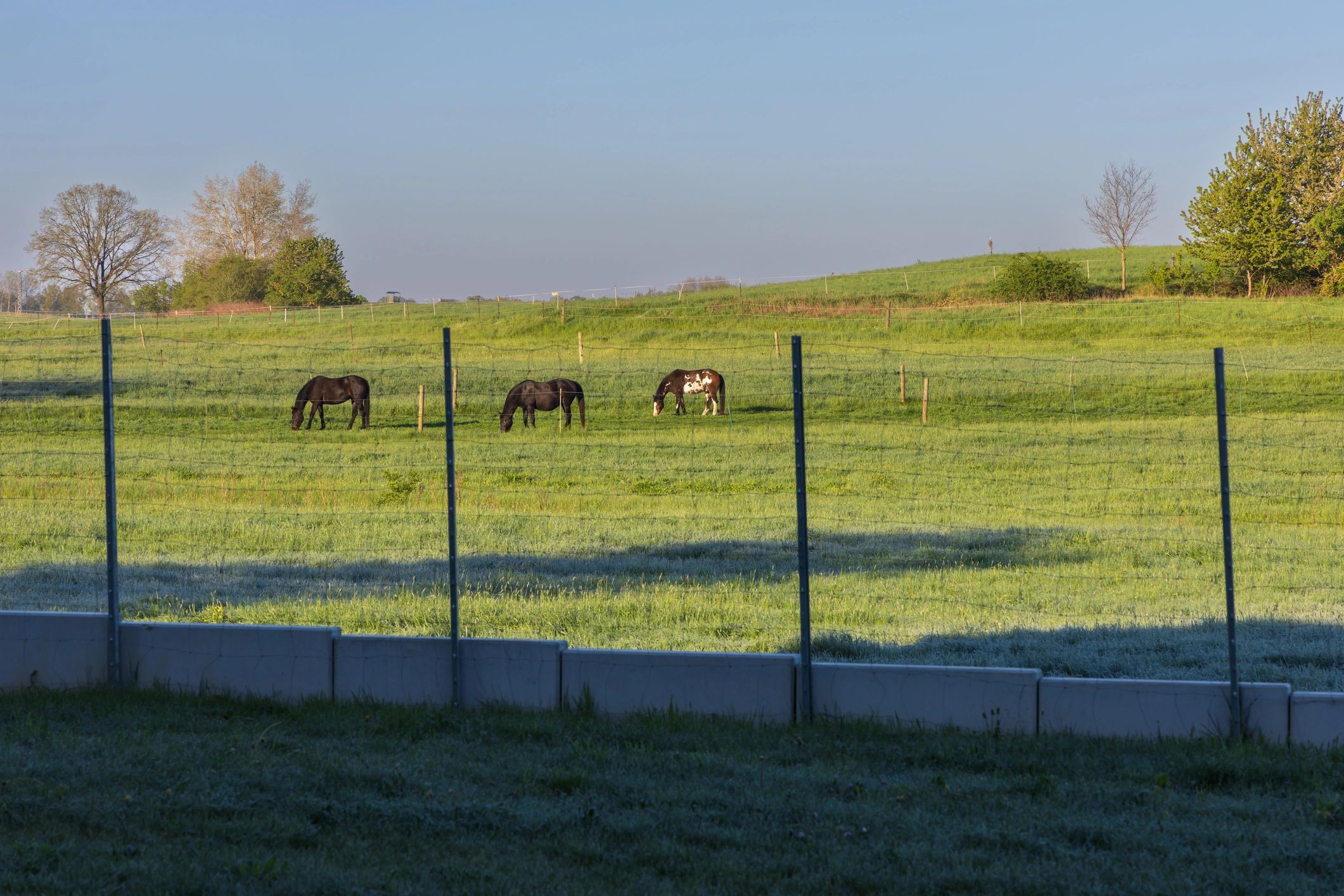 Horses near farm fencing