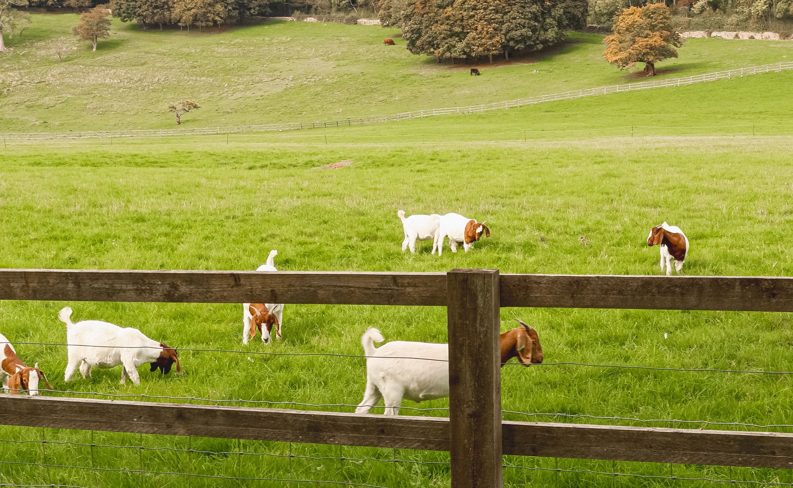 Goats behind rustic farm fence