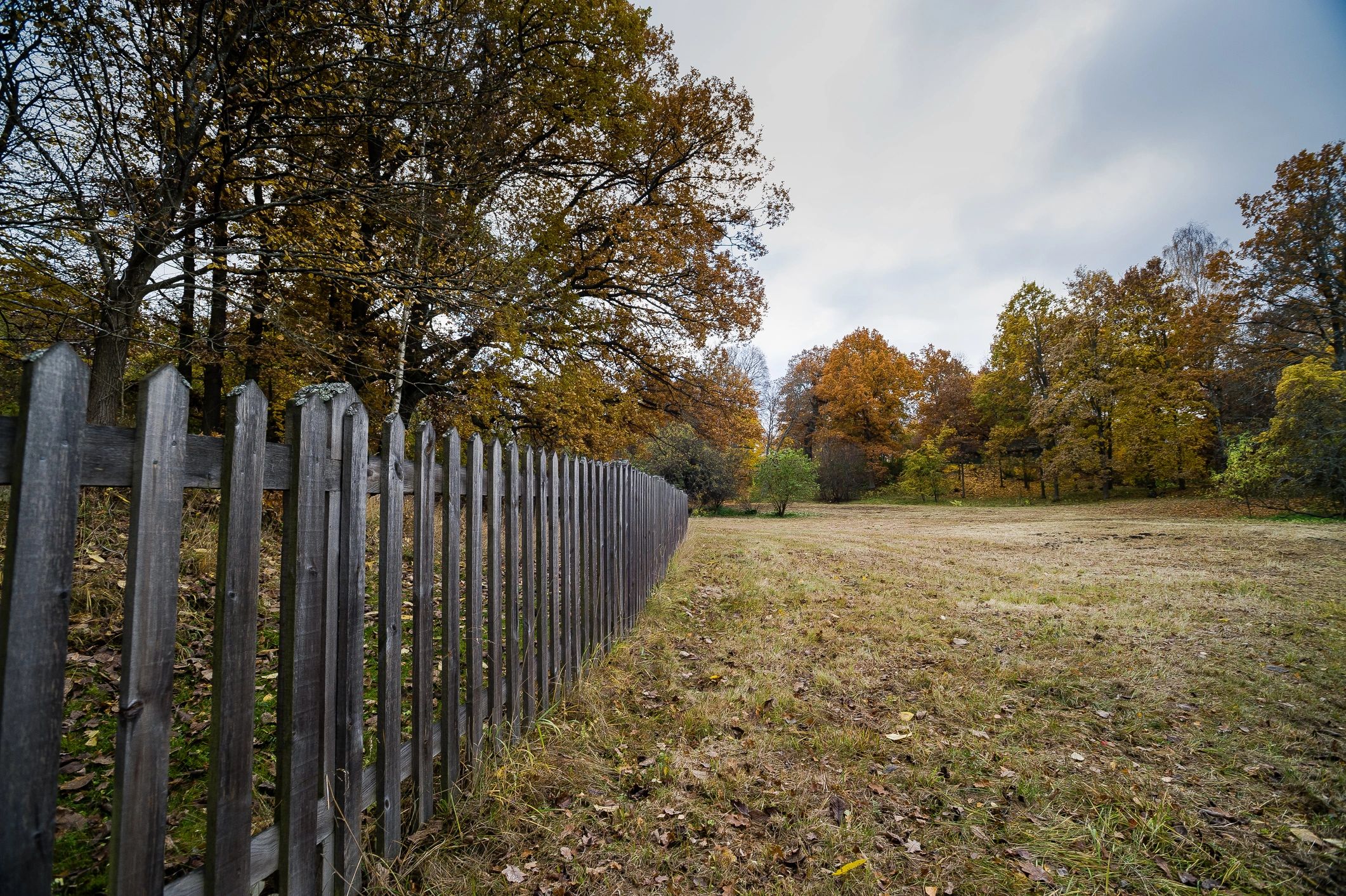 Fence line in a meadow