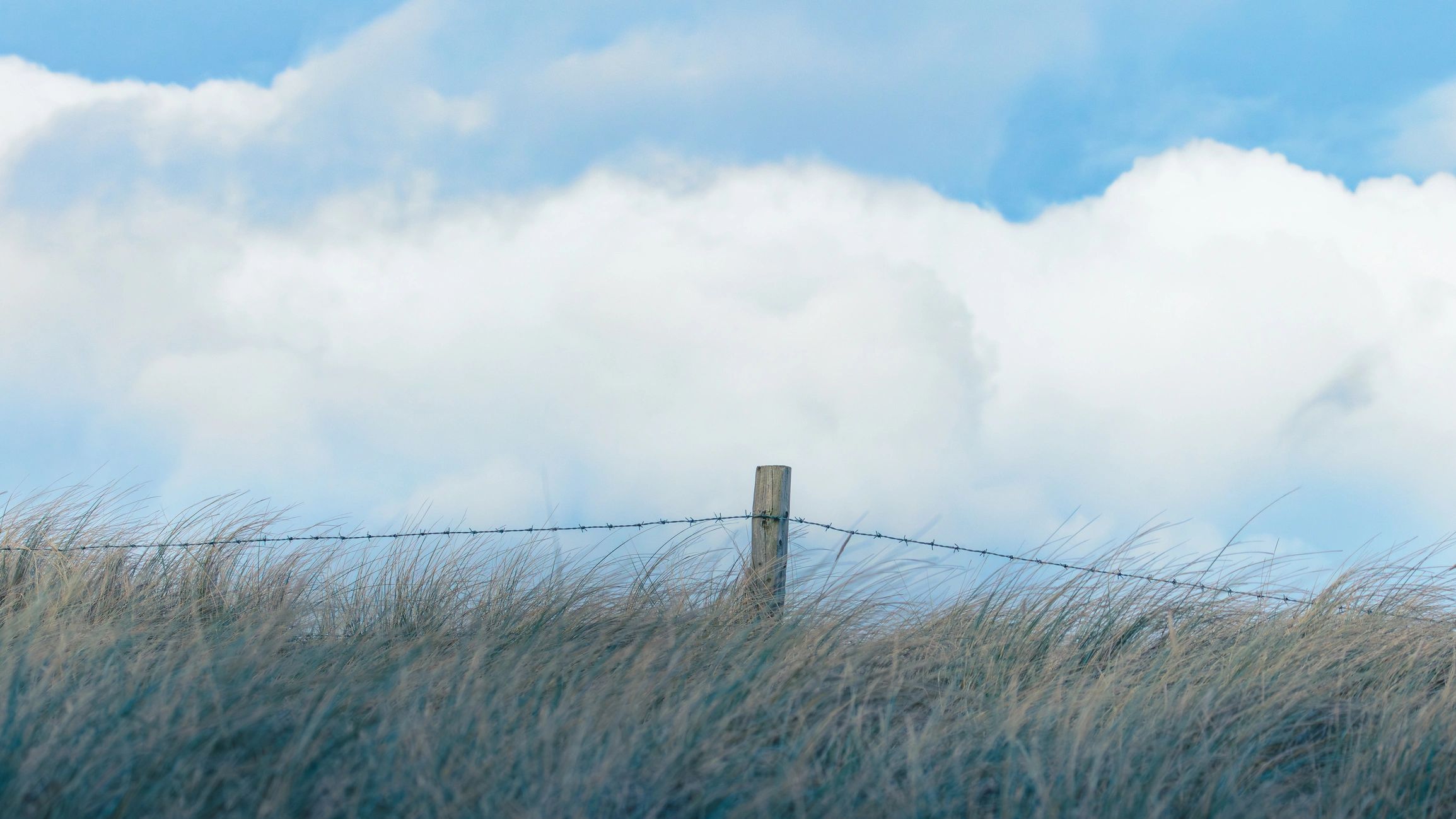 Barbed wire fence along a pasture
